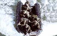 Zodiac Boats Military Pictures